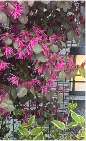 株式会社セラピット